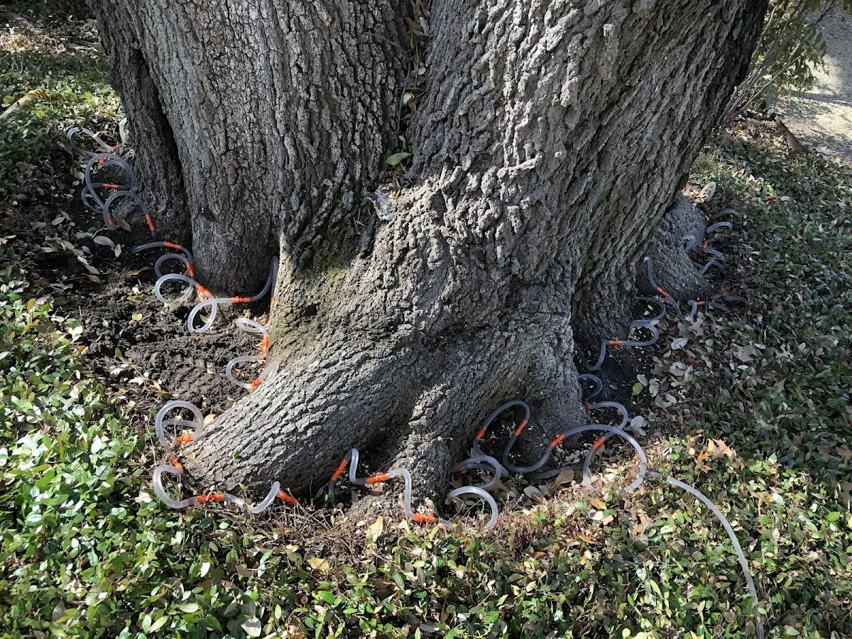 Detailed Shrub and Hedge Trimming job site in Cedar Springs