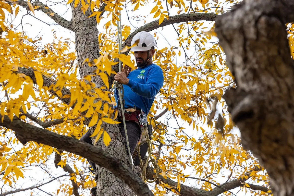 Skilled Tree Transplanting crew working in Cedar Springs